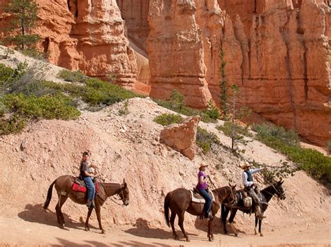 Bryce Canyon Horsebackmule Ride Half Day Tracks Trails