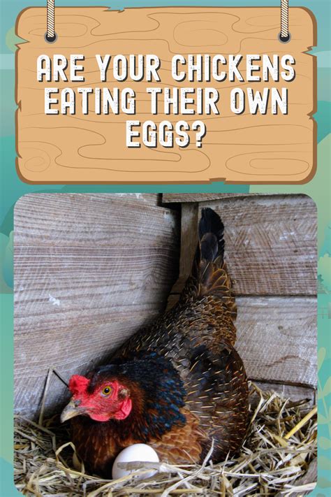 Why Do Chickens Eat Their Eggs 4 Most Common Reasons In 2021 Chicken