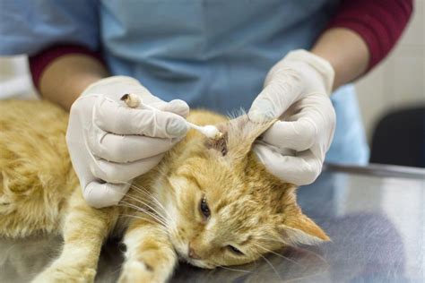 Tresaderm For Cats Ear Mites All Things About Pets