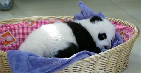 They Really Do Exist Panda Bear Cute Animals Baby Animals