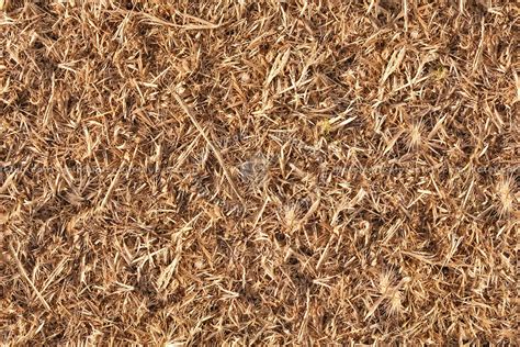 Dry Grass Texture Seamless 12917