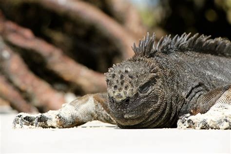 Study Finds Reason For Galapagos Islands Rich Biodiversity World