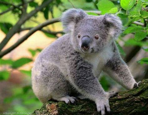 Pin By Shalonda On I Love Koala Bears ️ Koala Fun Facts