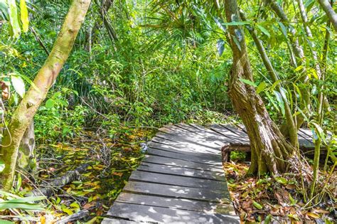 Tropical Jungle Plants Trees Wooden Walking Trails Sian Kaan Mexico