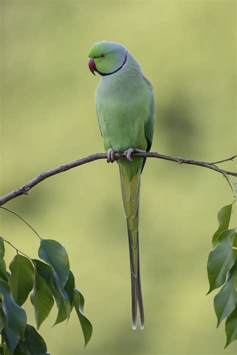 Rose Ringed Parakeet Psittacula Krameri Honolulu Hawa Flickr