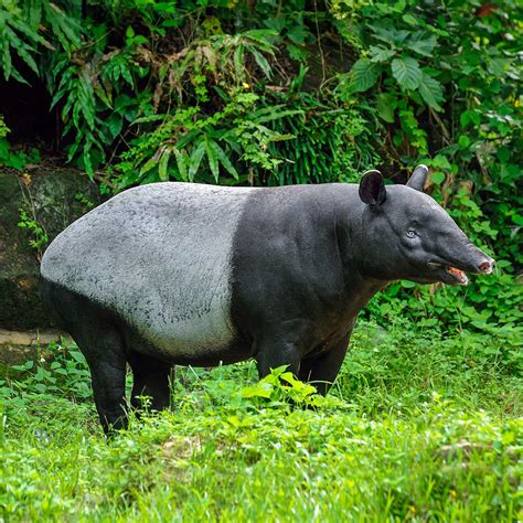 World Tapir Day April 27 2023 National Today