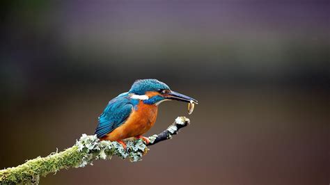 🥇 Nature Birds Kingfisher Hunting Branches Wallpaper 20774