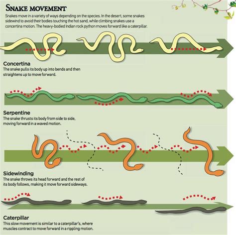 Types Of Snake Movement Types Of Snake Snake Infographic