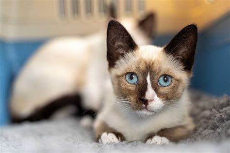 Snowshoe Cats Origins Facts And Their Personality