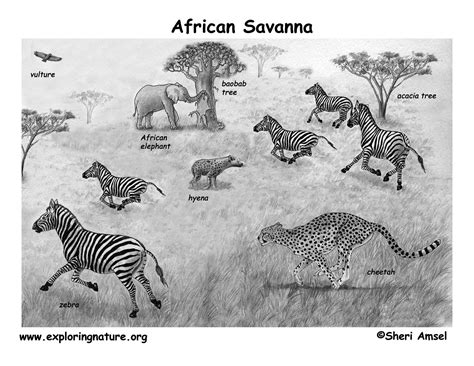 Printable animal coloring pages savanna grants gazelle animals. African Veldt and Savannah