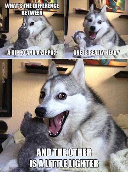 I'm in constant amazement and shock, stella's. 18 Adorable Pun Dog Memes | SayingImages.com