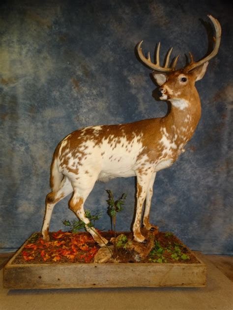 Mount Super Cool Piebald Whitetail Deer Taxidermy Mount For Sale