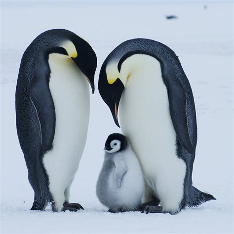 Emperor Penguins — Survival Through The Ages — Australian Antarctic