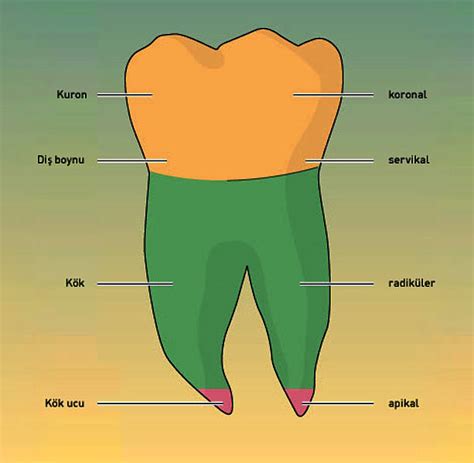 Dişlerin yapısı