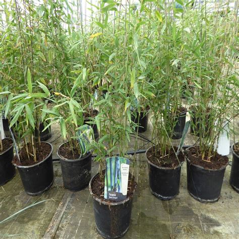 Bamboo Fargesia Black Dragon 5 Litre Brand New Plants Plants