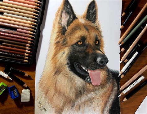 Colored Pencil Drawing Of German Shepherd Dog By Jasminasusak On Deviantart