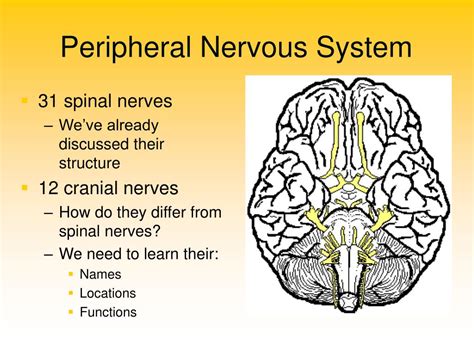 Ppt Peripheral Nervous System Powerpoint Presentation Free Download
