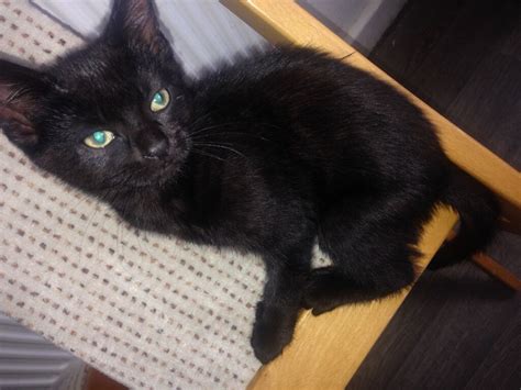 Unique Black Kitten For Sale Male Kitten Tabby Green Eyes In