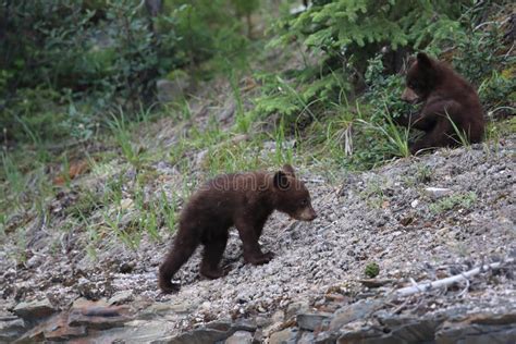 black bear cub in banff national park alberta canada stock image image of americanus fauna