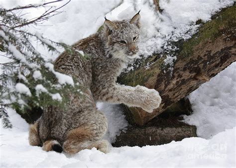 Baby Canada Lynx Playing In A Winter Forest Photograph By Inspired