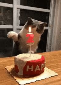 Your best fireworks happy birthday to you ! Birthday Cat GIFs | Tenor