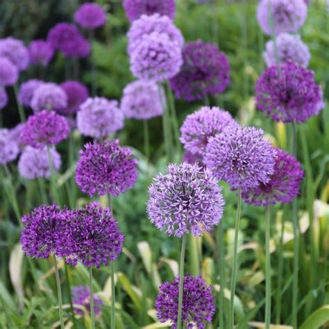 Allium Aflatunense Purple Sensation 10 Bulbs Longfield Gardens