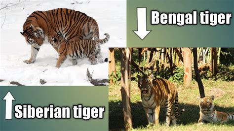 Siberian Tiger And Bengal Tiger Youtube