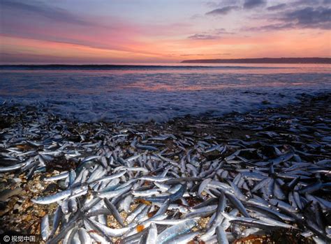 Thousands Of Dead Fish Mysteriously Wash Ashore In Uk Tens Of Thousands