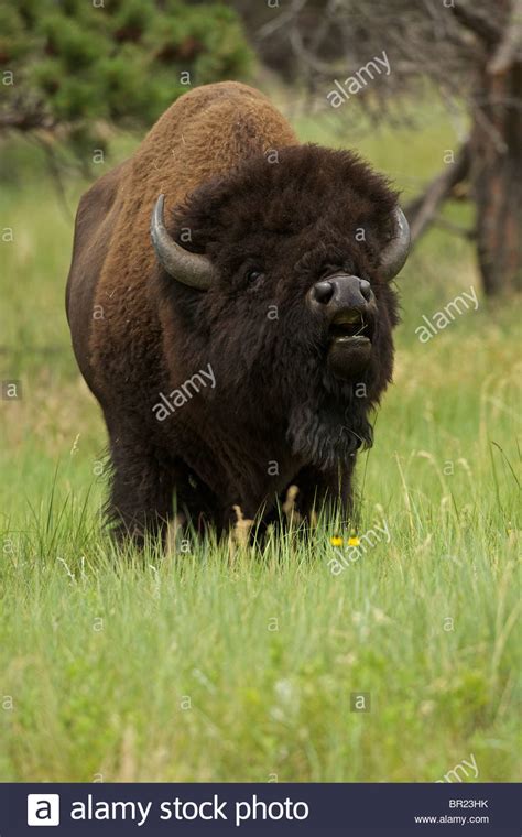 Mating Buffaloes Hi Res Stock Photography And Images Alamy