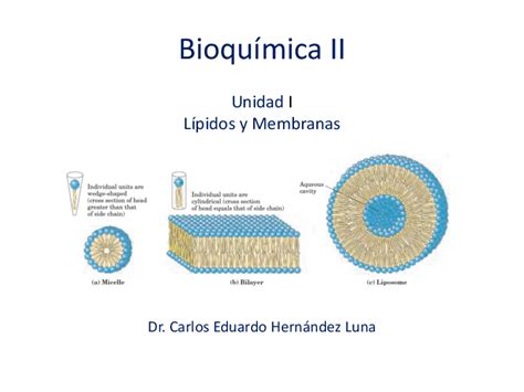 Pdf Bioquímica Ii Unidad I Lípidos Y Membranas Stephanie Herrera