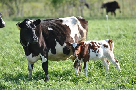 Calf Rearing An Advanced Course Cornell Small Farms Program