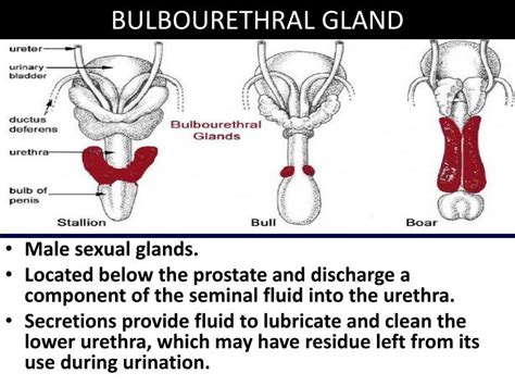 Ppt Urinary Bladder And Bulbourethral Gland Powerpoint Presentation