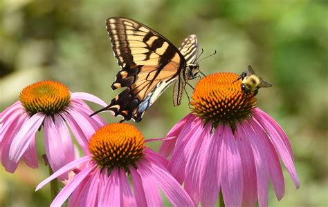 How To Plant A Pollinator Garden Flower Magazine