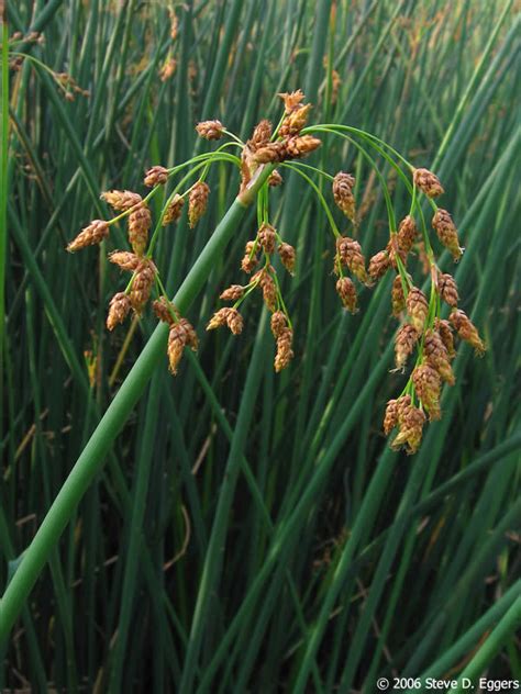 Schoenoplectus Tabernaemontani Soft Stem Bulrush Minnesota Wildflowers