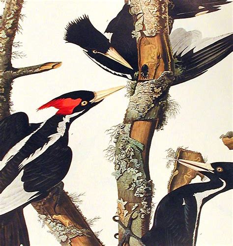 Ivory Billed Woodpecker From The Birds Of America Amsterdam Edition