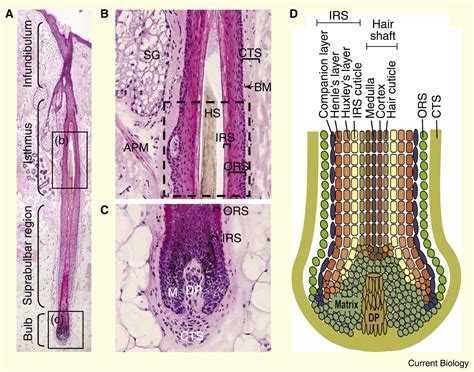 The Hair Follicle As A Dynamic Miniorgan Current Biology