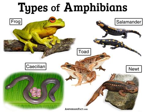 Amphibian: Meaning, Characteristics and Classification