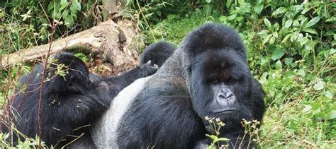 Mgahinga Gorilla National Park Uganda Gorilla Trekking Safari Uganda