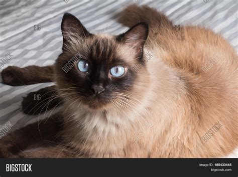 Fat Siamese Cat图片和照片 Bigstock