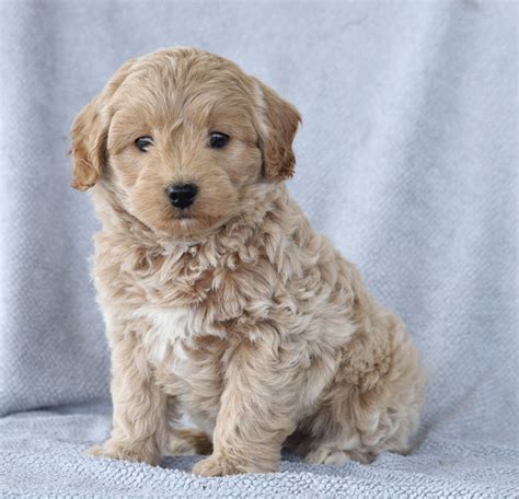 Mini Aussiedoodle For Sale Millersburg Oh Female Darla Ac Puppies Llc