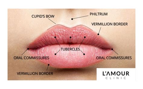 a guide to lip anatomy l amour clinic