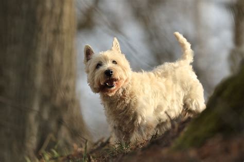 Westie And Scottie Mix All About The Scoland Terrier