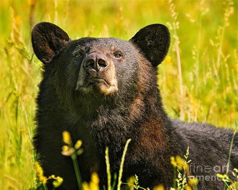 Black Bear Boar Portrait Photograph By Timothy Flanigan