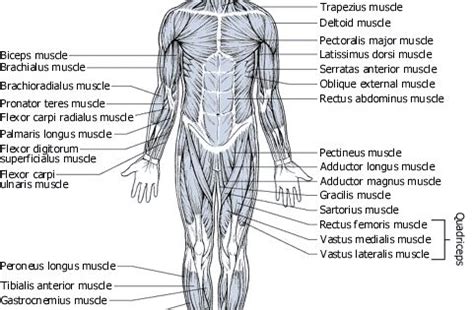 There are around 650 skeletal muscles within the typical human body. Anterior, Posterior, and Lateral muscle charts labeled ...