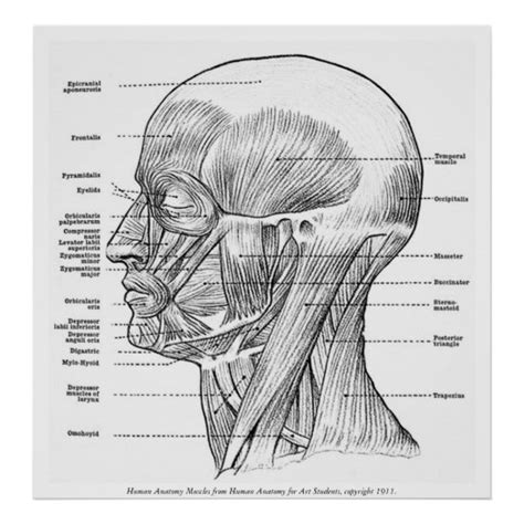 Muscles of the neck and torso classic human anatomy in motion: Vintage - Human Anatomy Muscles (Face, Head, Neck) Poster ...