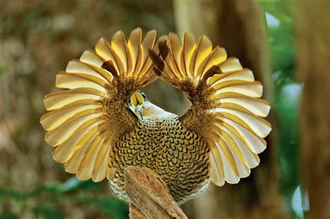 Most Terrifying And Amazing Creatures On Earth Glorious Bird Of