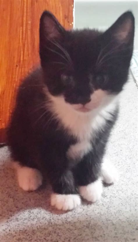 Before purchasing a cat through one of. Cute kittens for sale | Manchester, Greater Manchester ...