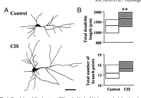 Figure 1 From Sex Differences And Chronic Stress Effects On The Neural