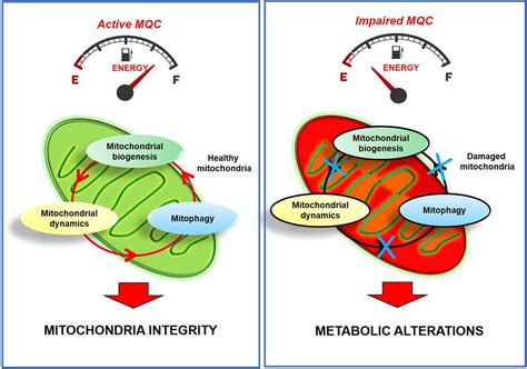 Frontiers Physical Exercise A Novel Tool To Protect Mitochondrial Health