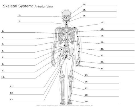 Blank Anatomical Position Diagram Blank Anatomical Position Diagram